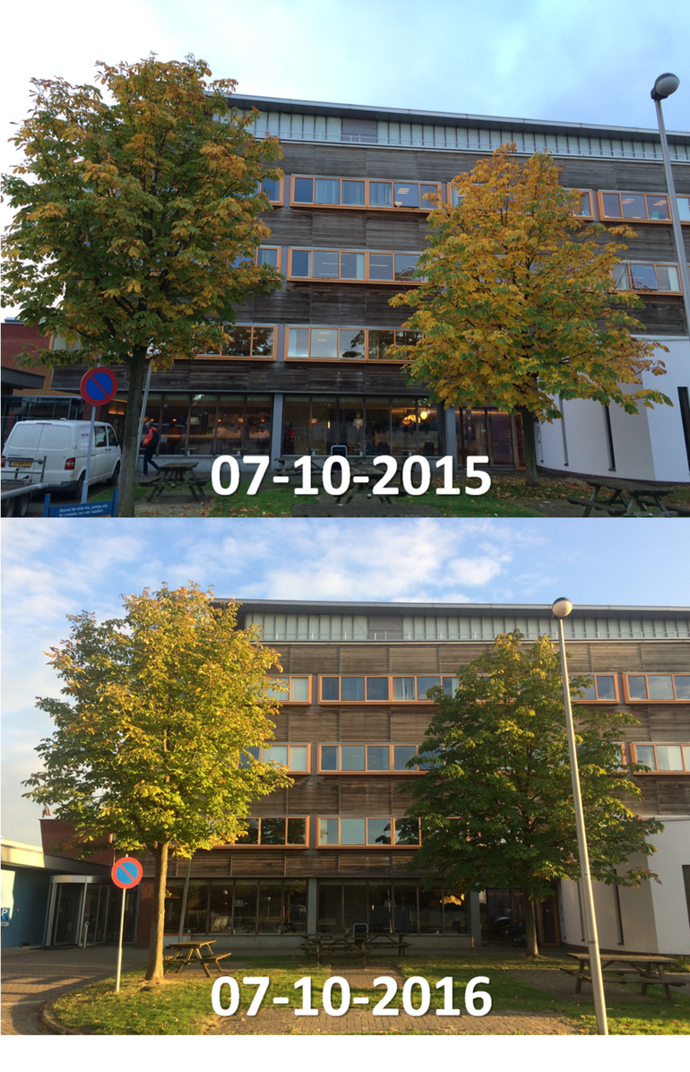 Verschil in mate van bladverkleuring van twee witte paardenkastanjes achter het Gaiagebouw van Wageningen University op 7 oktober 2015 en 7 oktober 2016