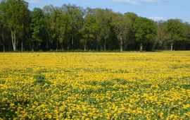 Paardenbloem