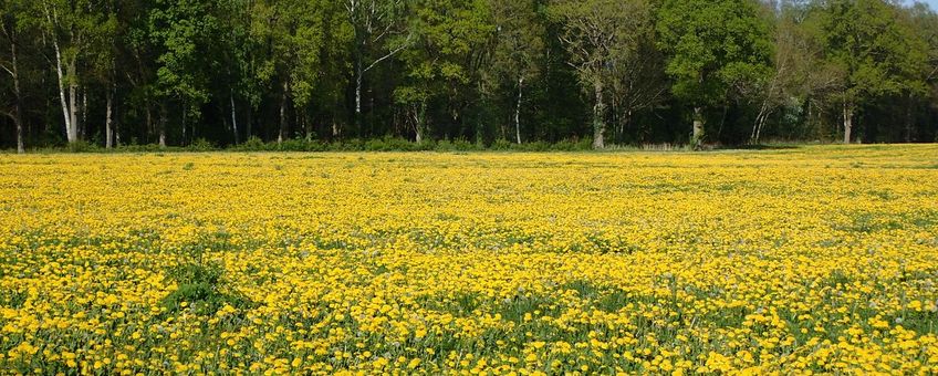 Paardenbloem