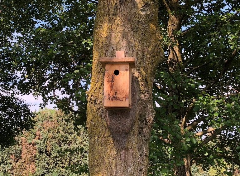 Door de aantallen mezen te boosten met nestkasten neemt het aantal rupseneters flink toe