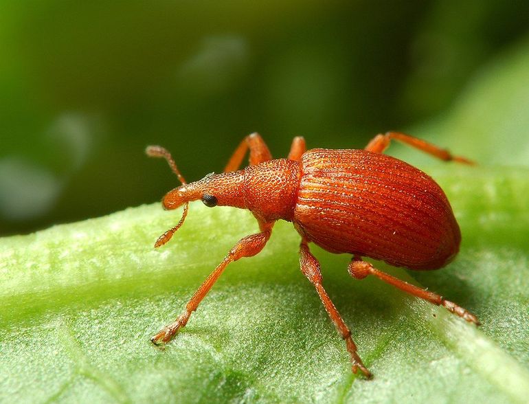 Het menierood zuringspitsmuisje, knalrood maar piepklein