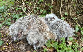 Bosuilen worden geringd