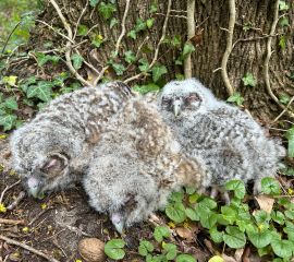 Bosuilen worden geringd