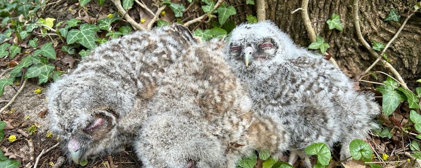 Bosuilen worden geringd