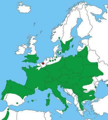 Verspreiding van de mopsvleermuizen in Europa (groen) en Nederland (rood)