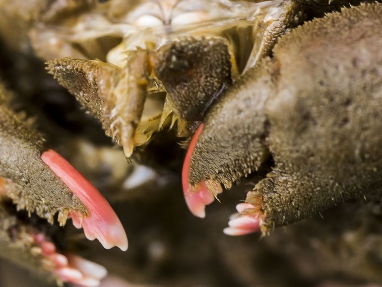 De roze scharen van de Wolkrab 