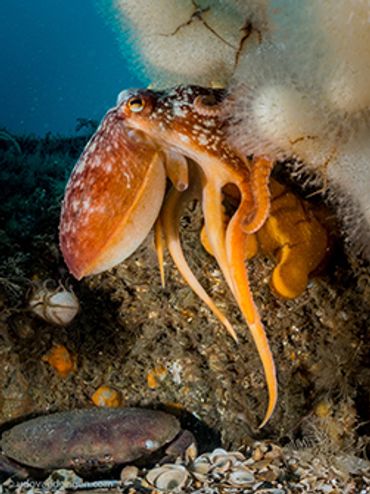 Gewone octopus van het Britse deel van de Doggersbank, 2017