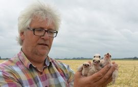 Rob Buiter - EENMALIG GEBRUIK WGK steppekiekendief