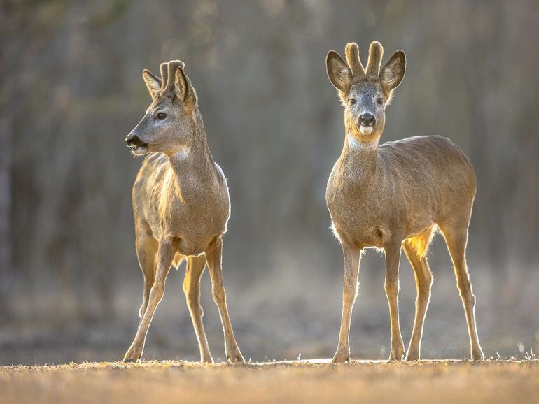 Twee reebokken op een open veld in Kiskunsagi National Park, Pusztaszer, Hongarije, in februari