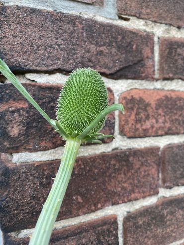 De gecultiveerde kaardenbol, direct na de bloei in de tuin van de Leidse dekenwerkplaats