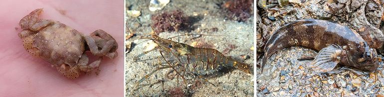 Rijke fauna onder stenen, van links naar rechts: Blaasjeskrab (in hand), Gezaagde steurgarnaal, Gehoornde slijmvis 