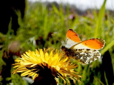 Mannetjes van de oranjetip hebben een opvallende oranje vleugelpunt