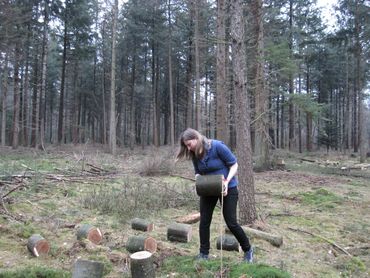 The wood decomposition trial at Lovenhorst. The construction of a plot with log sections of northern red oak in 2012...