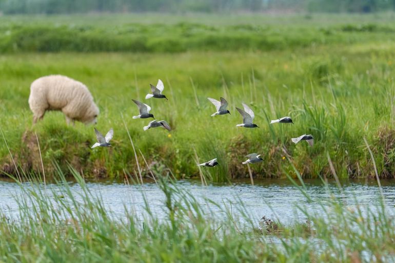 Zwarte sterns op zoek naar een nestlocatie