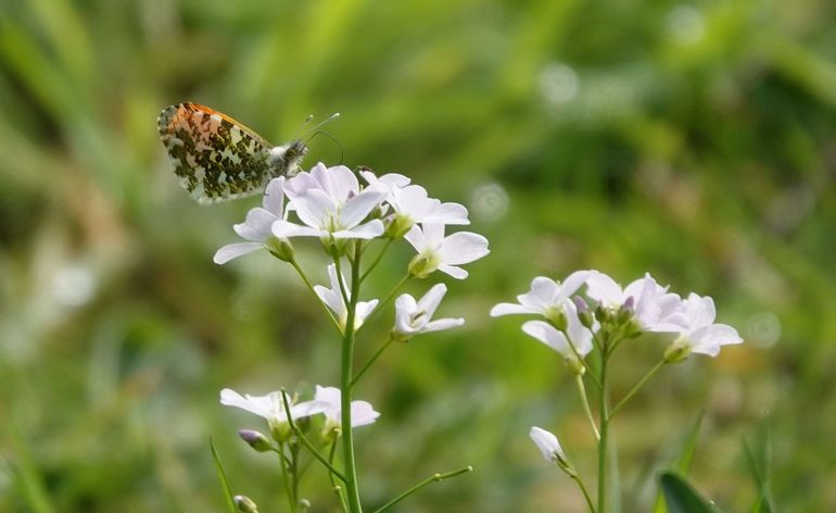 Pinksterbloem en oranjetipje