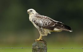 Lichte buizerd