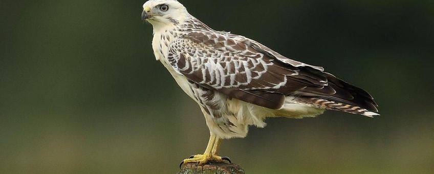 Lichte buizerd