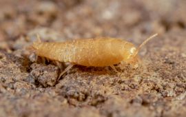 Mierengoudvisje (Atelura formicaria) in Horn, Noord-Brabant