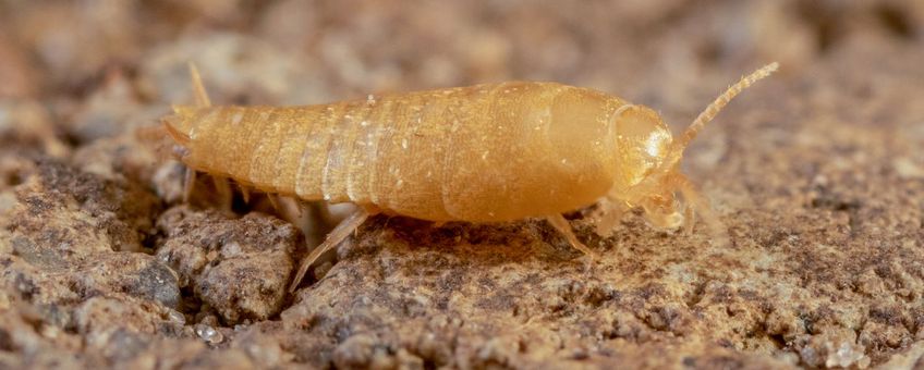 Mierengoudvisje (Atelura formicaria) in Horn, Noord-Brabant