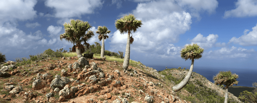 Sabal antillensis Curacao Seru Bientu.