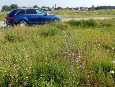 Op veel plekken wordt er al rekening gehouden met biodiversiteit in het wegbermbeheer