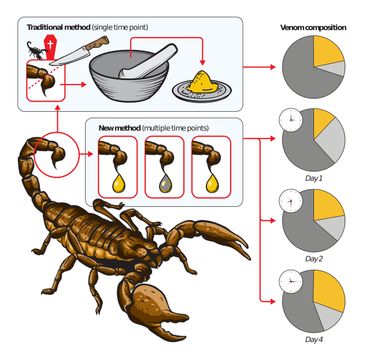 The new technique to study scorpion venom shows precisely which genes are active at different times during venom production