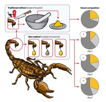 De vergelijking van de oude en nieuwe techniek om schorpioengif te bestuderen laat heel precies zien welke genen actief zijn op verschillende momenten tijdens de gifproductie.