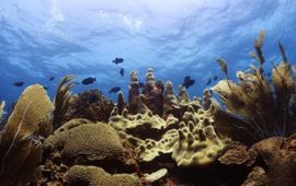 Healthy coral reef dominated by corals and calcifying algae