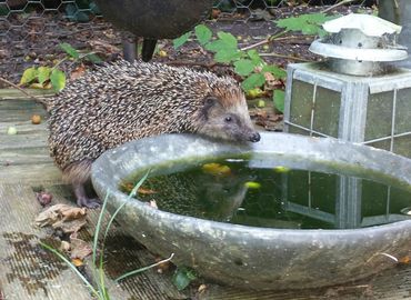 Egel drinkt in de tuin