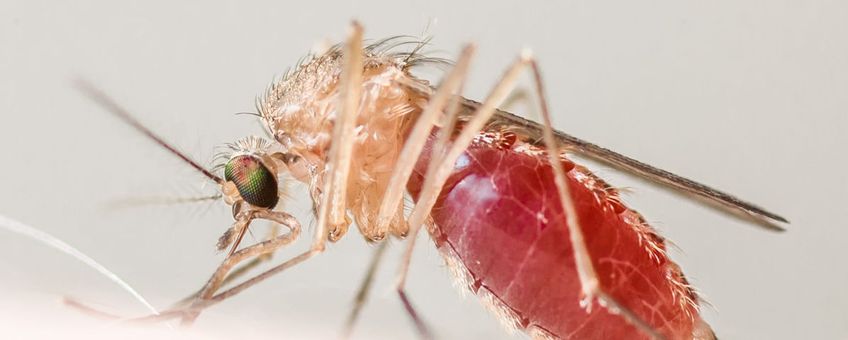 Culex pipiens, Huissteekmug