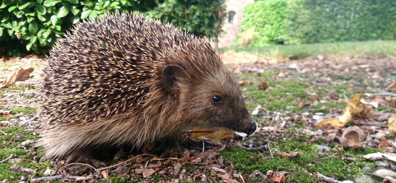 Ook egels profiteren van een biodiverse tuin. Wormen, slakken en diverse insecten staan immers op het menu