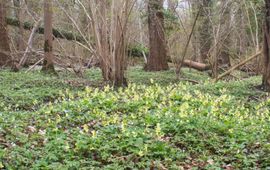 R. van der Burg Eiken-Haagbeukenbos