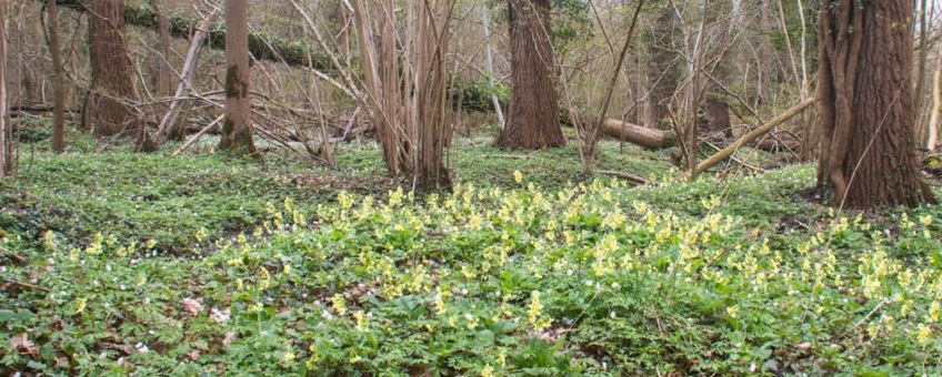 Eiken-Haagbeukenbos