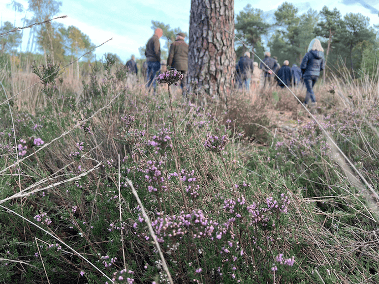 Zo'n 8 hectare droge heide is hersteld in waterwingebied Huijbergen
