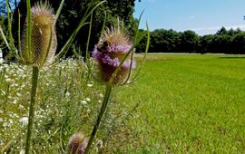 Bloemenstrook langs grasland 2