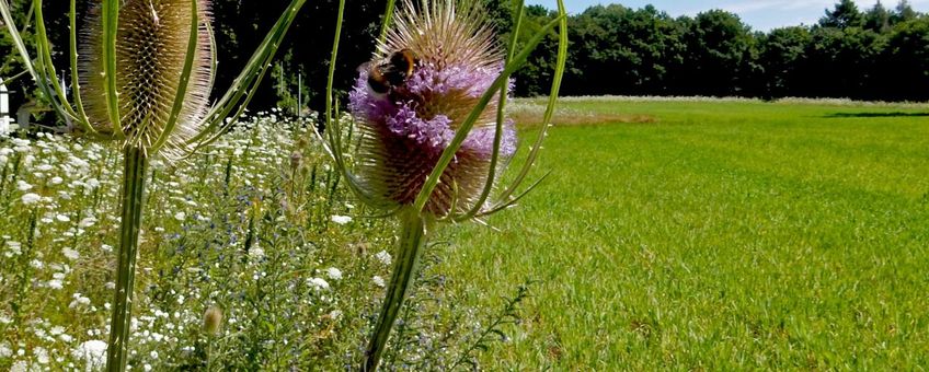 Bloemenstrook langs grasland 2