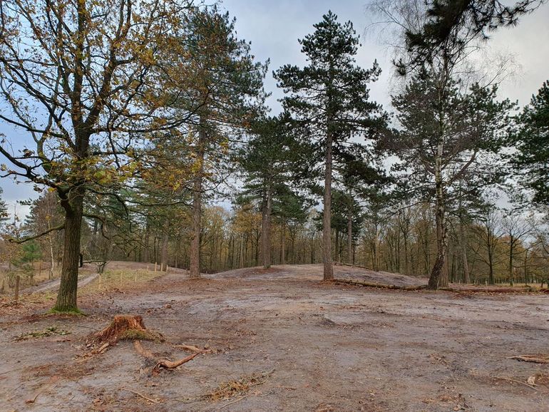  In Groningen is vergeleken met de rest van Nederland weinig bos- en heidegebied. Dat maakt Westerwolde bijzonder