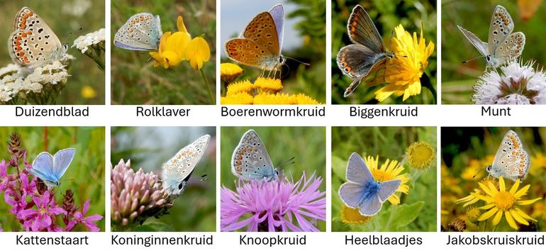 Icarusblauwtjes op een aantal favoriete nectarplanten