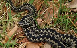 Adder