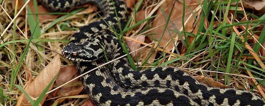 Adder