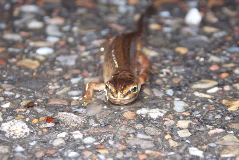 Kleine watersalamander man op trek naar zijn voortplantingswater