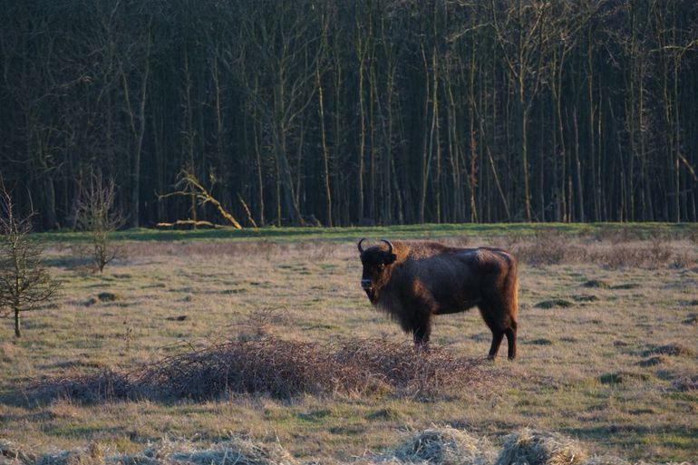 European bison in the Maashorst nature reserve