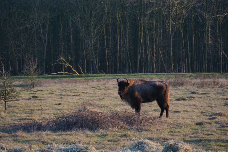 Wisent op De Maashorst