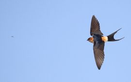 Bram ter Keurs, Waarneming.nl roodstuitzwaluw
