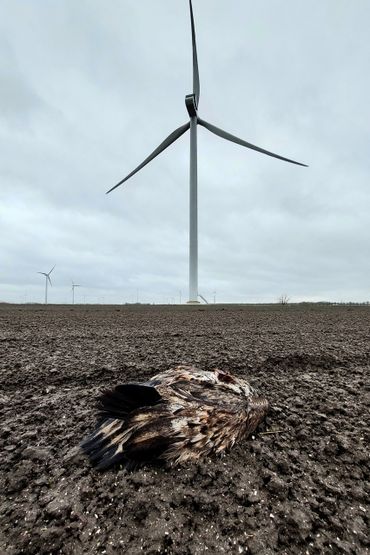 Gestorven zeearend, als gevolg van een aanvaring met een winturbine in Flevoland, 1 februari 2022. Geboren in 2020 in Biddinghuizen. Op de rug is de zender te zien waardoor de vogel kon worden gevonden