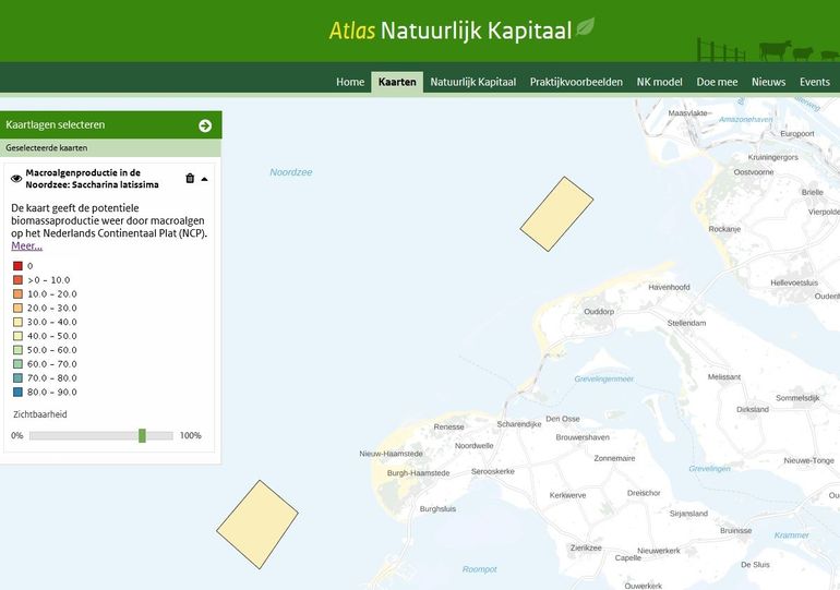 Potentiële biomassaproductie door macroalgen op het Nederlands Continentaal Plat (NCP)