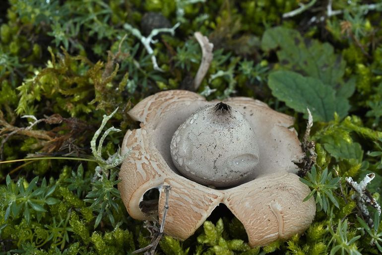 Viltige aardster, Geastrum saccatum