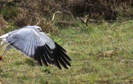 Circus cyaneus. Blauwe kiekendief