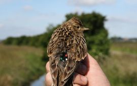 Raymond Klaassen Veldleeuwerik vrouw met Nano Fix datalogger van 0,95 gram
