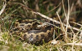 Jelger Herder adder voor winterverblijf